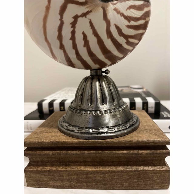 オウムガイ 標本 貝殻 インテリア アート アンティーク 貝 オブジェの