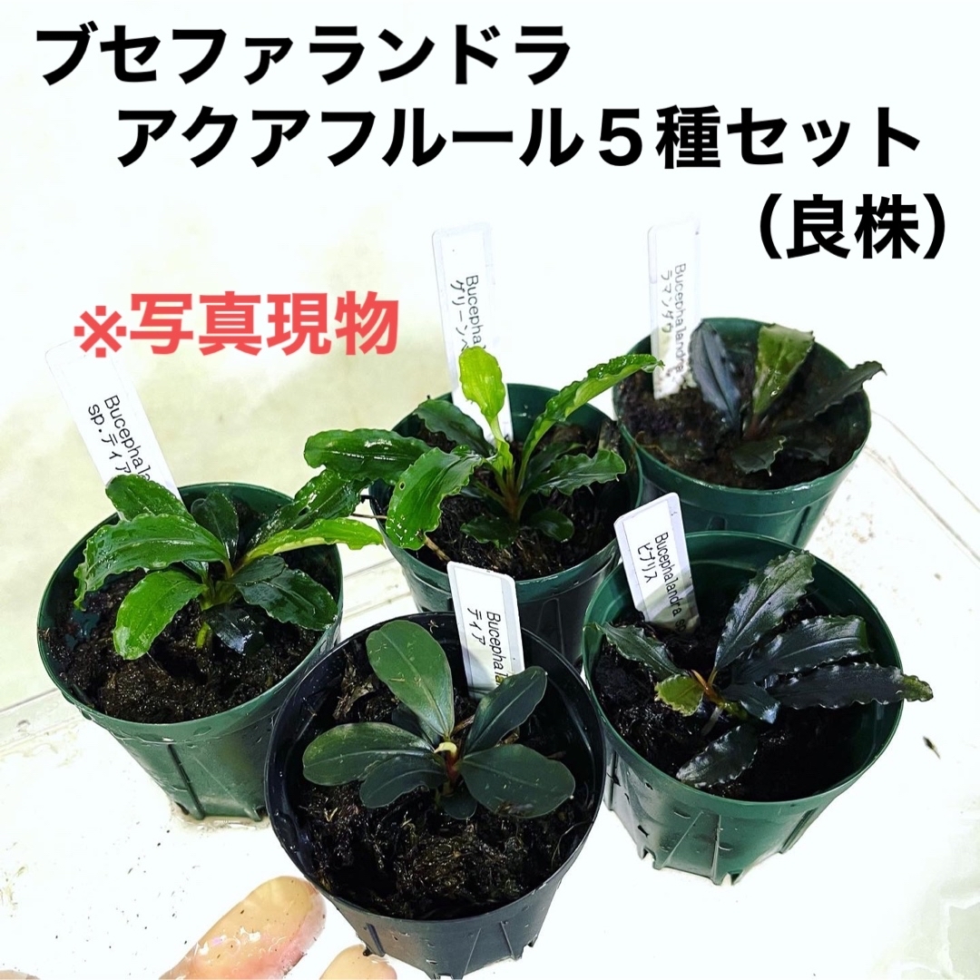 ブセファランドラ 4種セット 水上育成