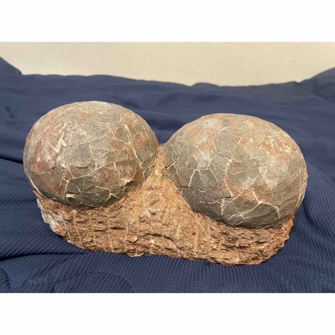 貴重) 恐竜ハドロサウルスの卵化石（3個） 中国 補修あり 貴重) 恐竜
