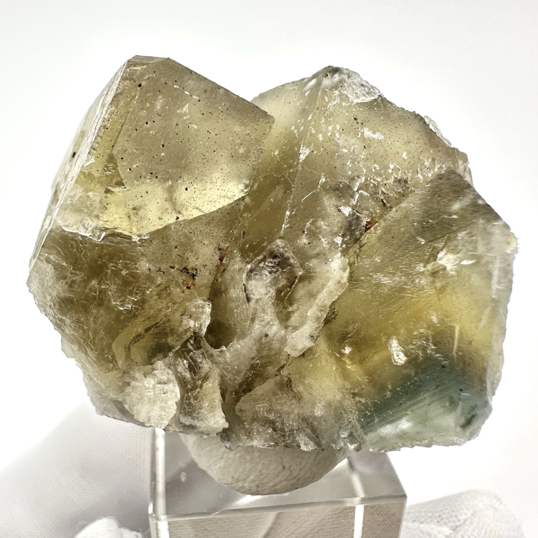 Honey Bear Pocket フローライト 【公式通販】