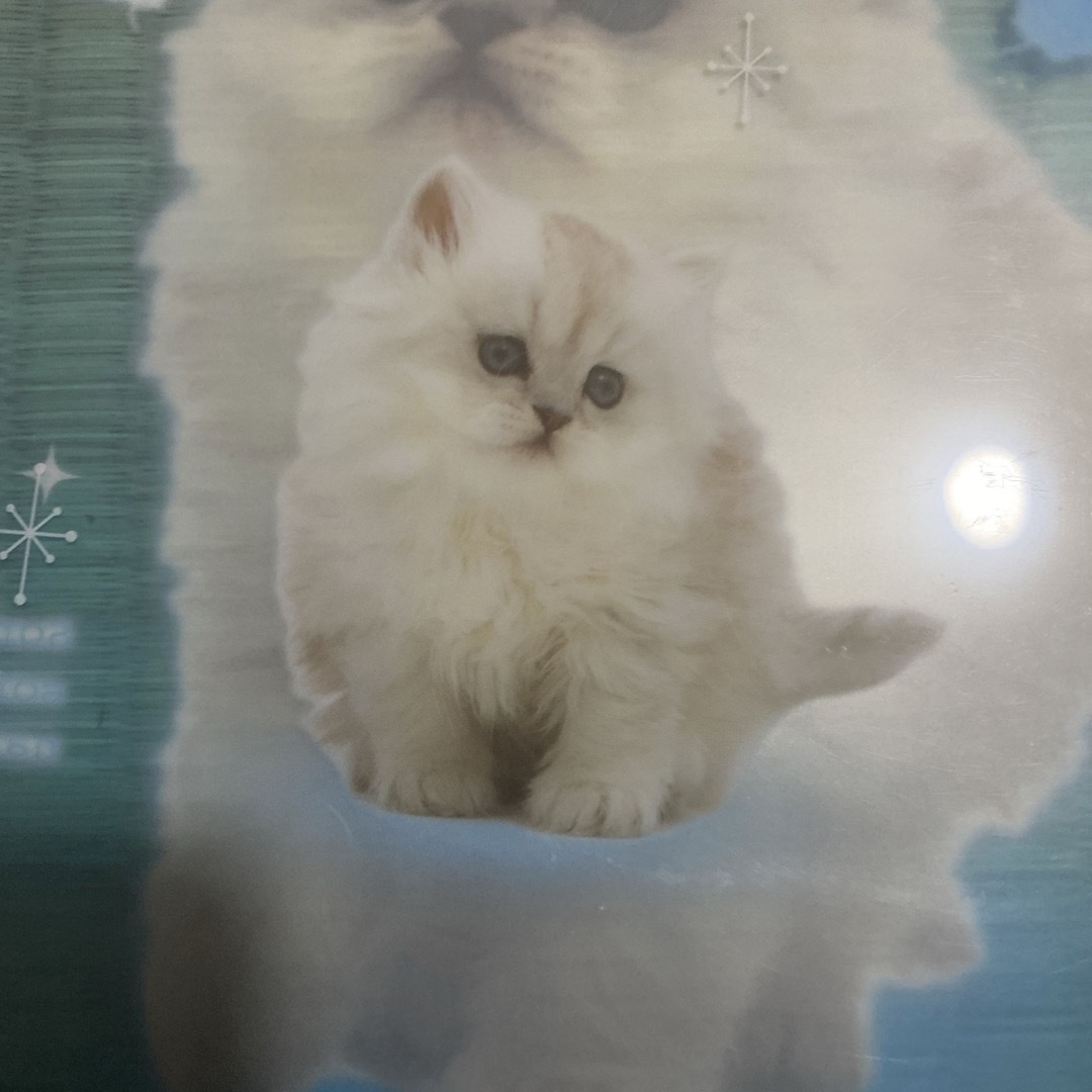 サンエックス - 平成 リアル猫 クリアファイル レトロの通販 by‬