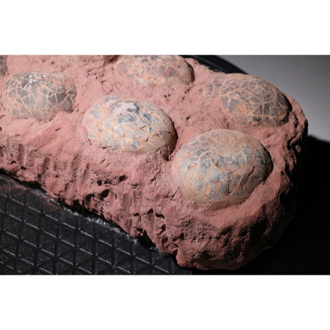 ☆【入手困難】博物館クラス 恐竜の卵 化石 ハドロサウルスの卵の巣 貴重な