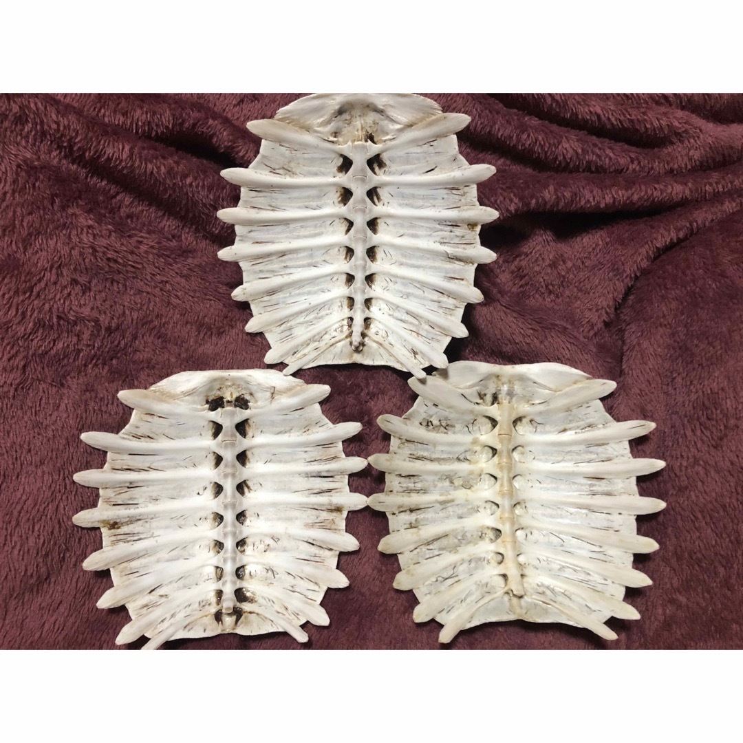 骨格 標本 カメ スッポン 背骨 3個の通販 by happy's shop｜ラクマ