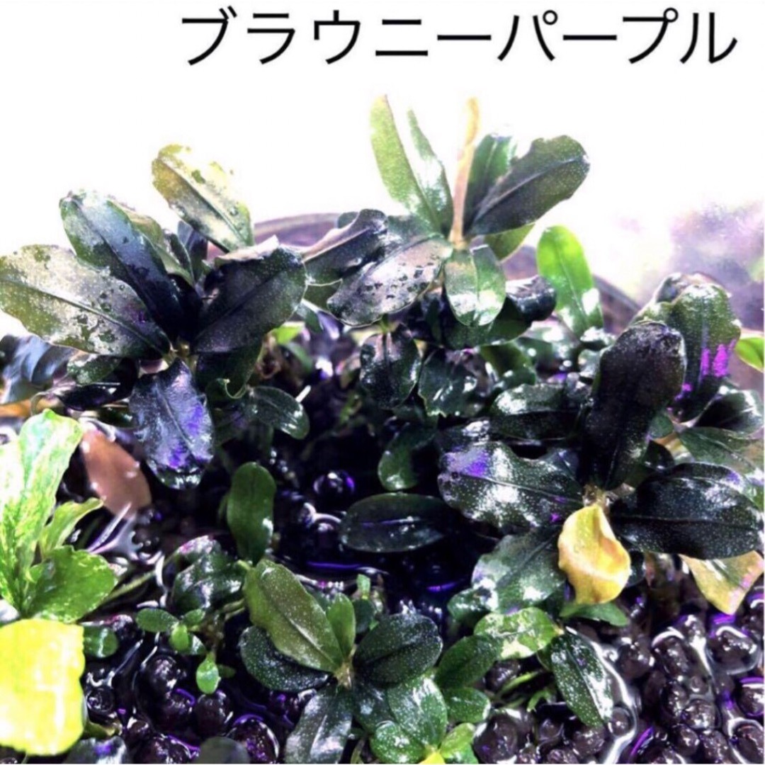 陰性水草の王様的存在Pink Variegata +ティアブルー 陰性水草の王様的