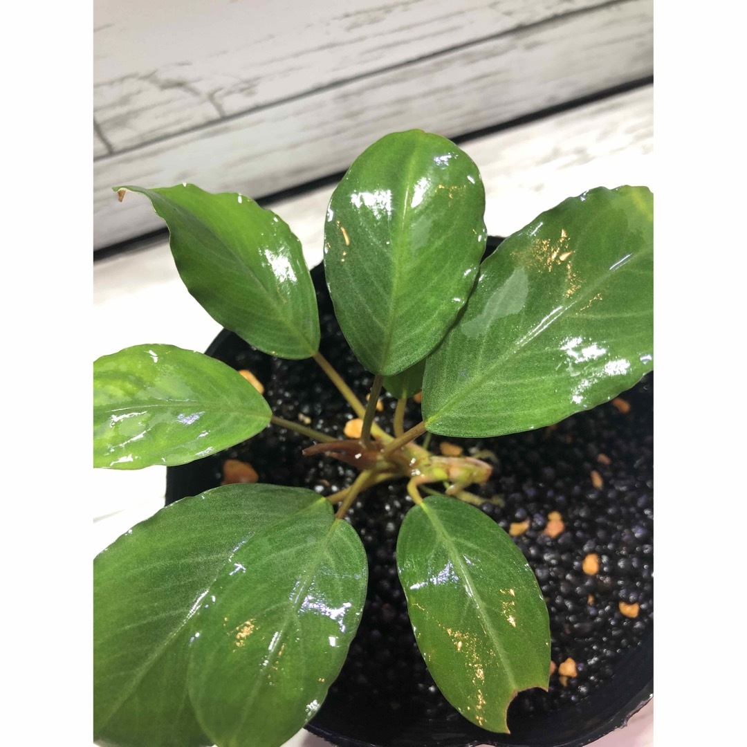 陰性水草の王様的存在【ブセファランドラ】motleyana Padawan③ 遂に手