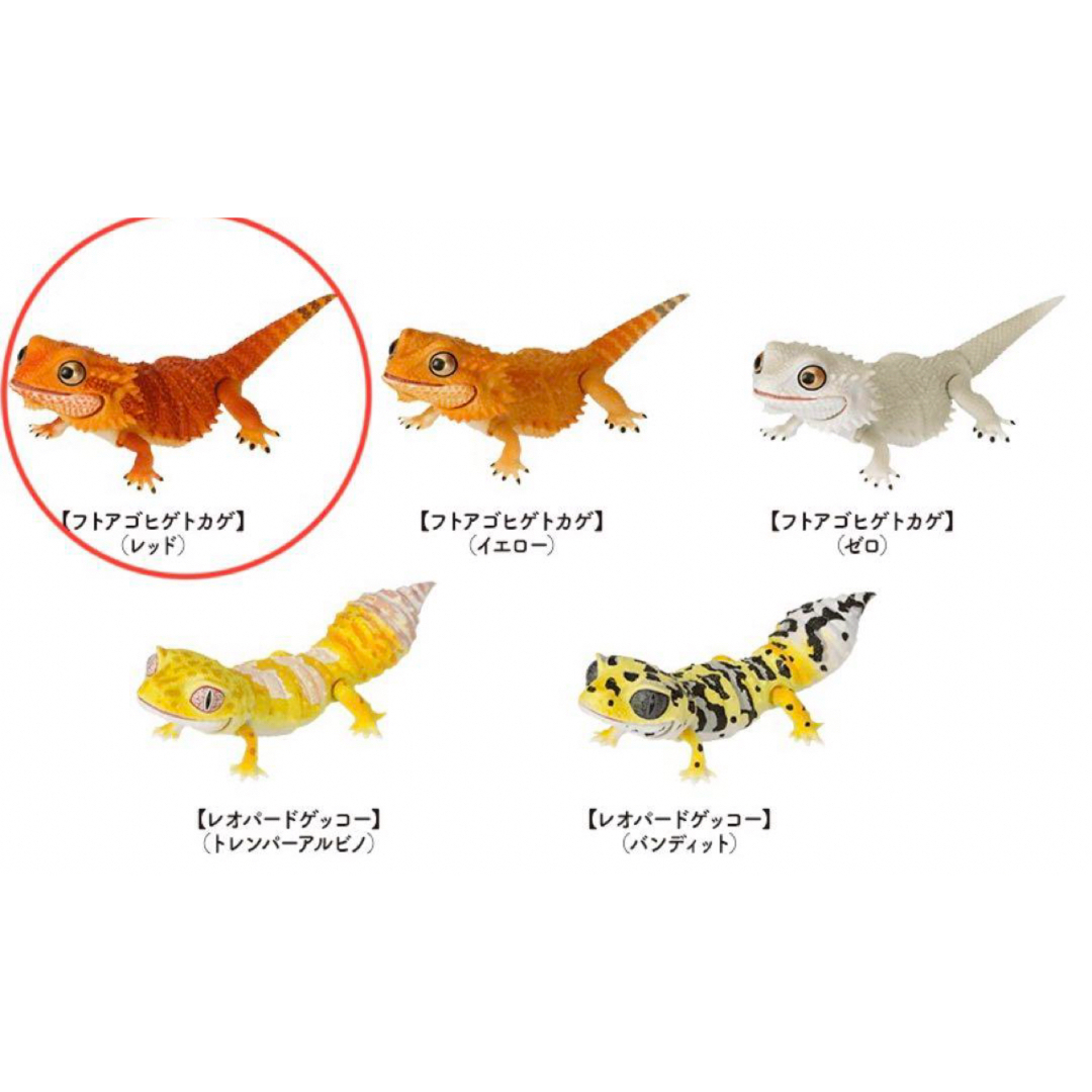 いきもの大図鑑プレミアム フトアゴヒゲトカゲ レッド&イエローセット