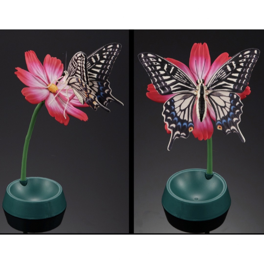 ミヤマカラスアゲハ☆いきもの大図鑑アドバンス アゲハチョウ