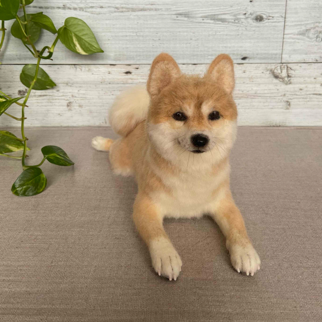 羊毛フェルト柴犬シリーズ