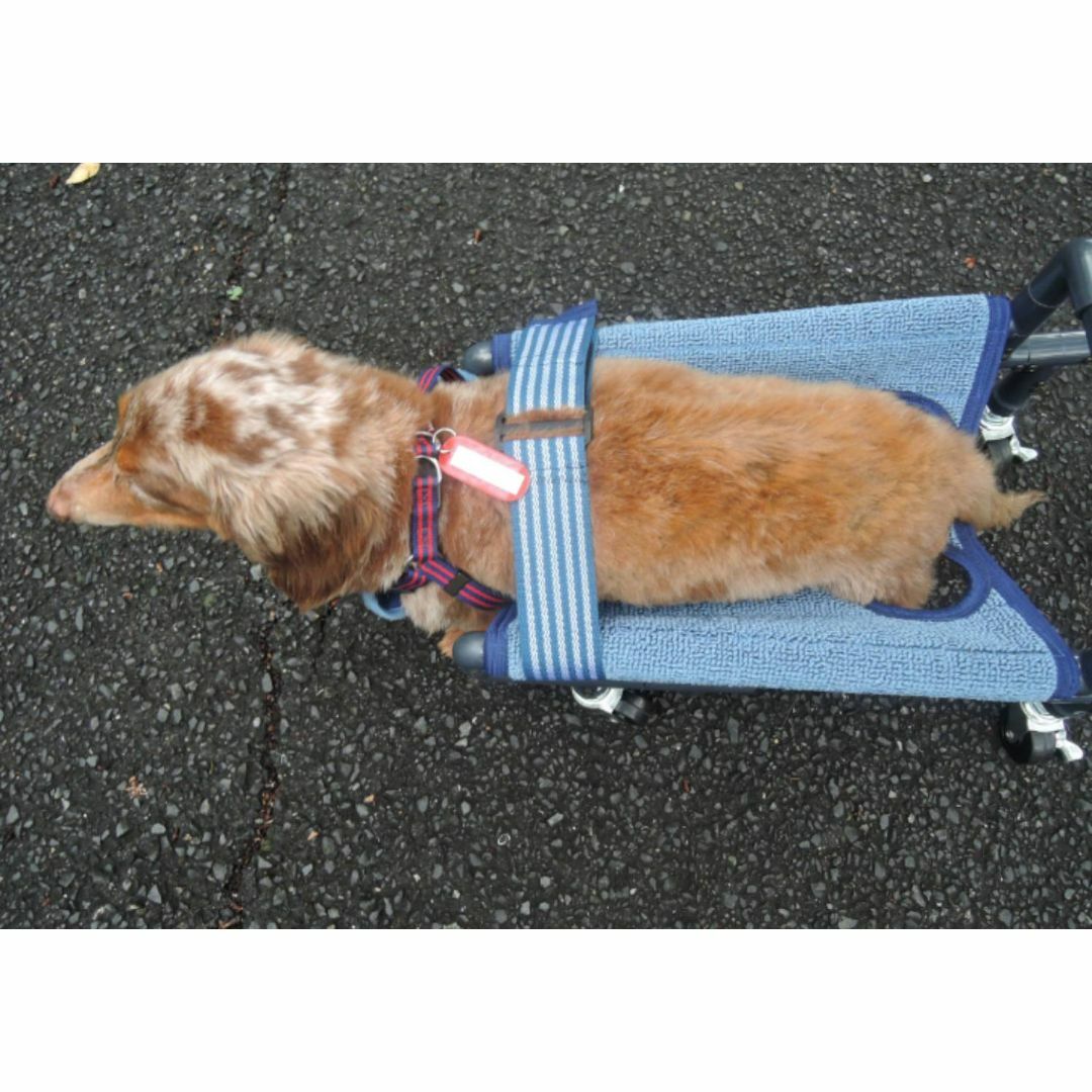 犬の四輪歩行器(小型犬シートタイプ) 犬の4輪歩行器、犬の車椅子(小型