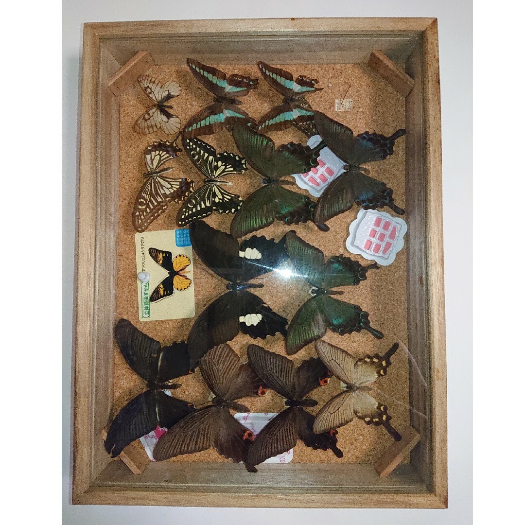 昆虫類 蝶 標本 3箱セット□大型標本箱 ドイツ箱 桐箱 展示ケース