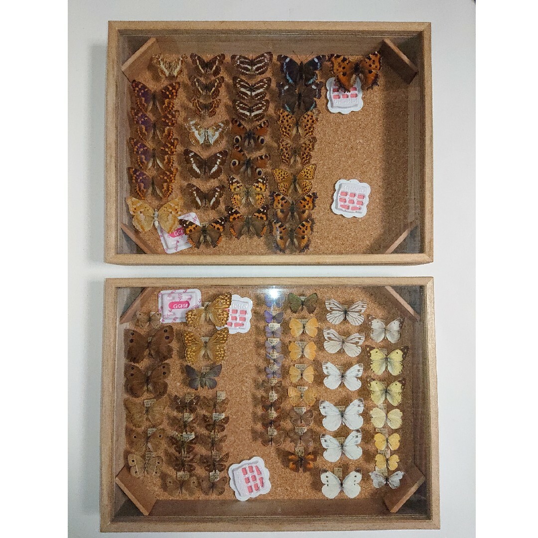 楽天市場】蝶 標本 箱の通販 大型 標本箱 ドイツ箱 桐箱 展示ケース