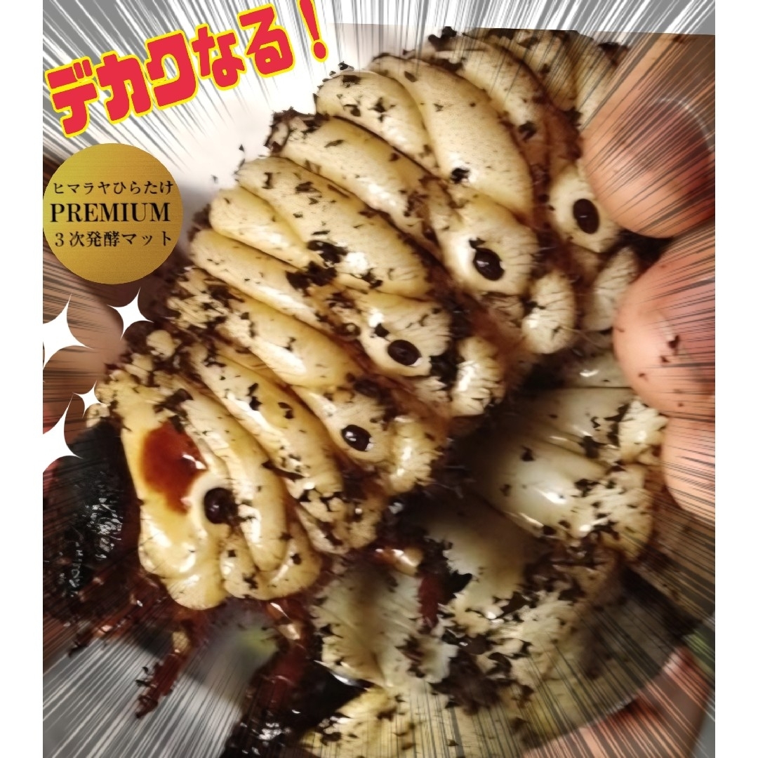 幼虫がビッグサイズに！プレミアム3次発酵カブトムシマット【60L】特殊