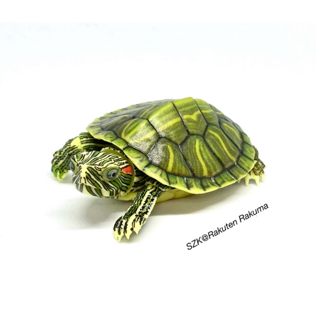 いきもの大図鑑 かめ ミシシッピアカミミガメ ライトカラー ミドリガメ