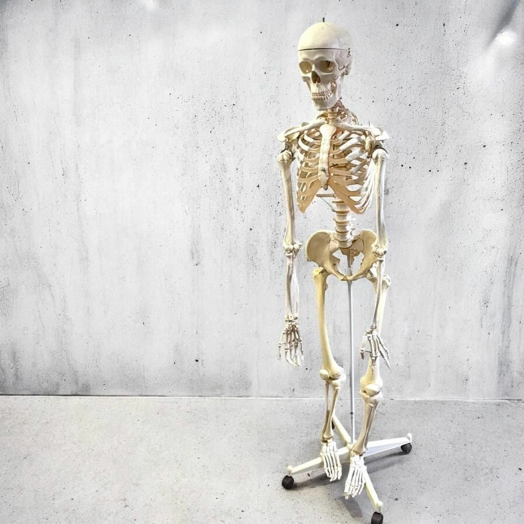 3B 人体模型 等身大 ドイツ 3B Scientific社 全身骨格模型 骨格模型