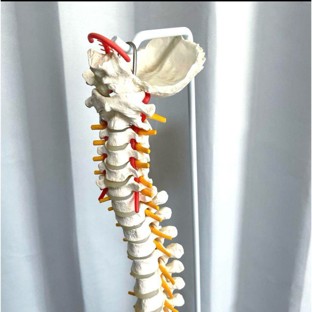 脊柱模型 骨模型 人体模型 背骨 骸骨 骨格標本 オブジェ 脊柱模型 骨