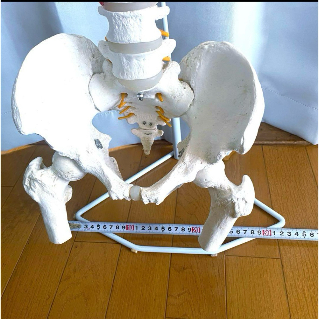 脊柱模型 骨模型 人体模型 背骨 骸骨 骨格標本 オブジェ 脊柱模型 骨