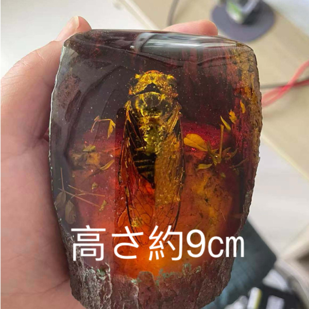 セミ レジン封入標本 テイオウゼミ樹脂琥珀標本 大型インテリア 高さ約