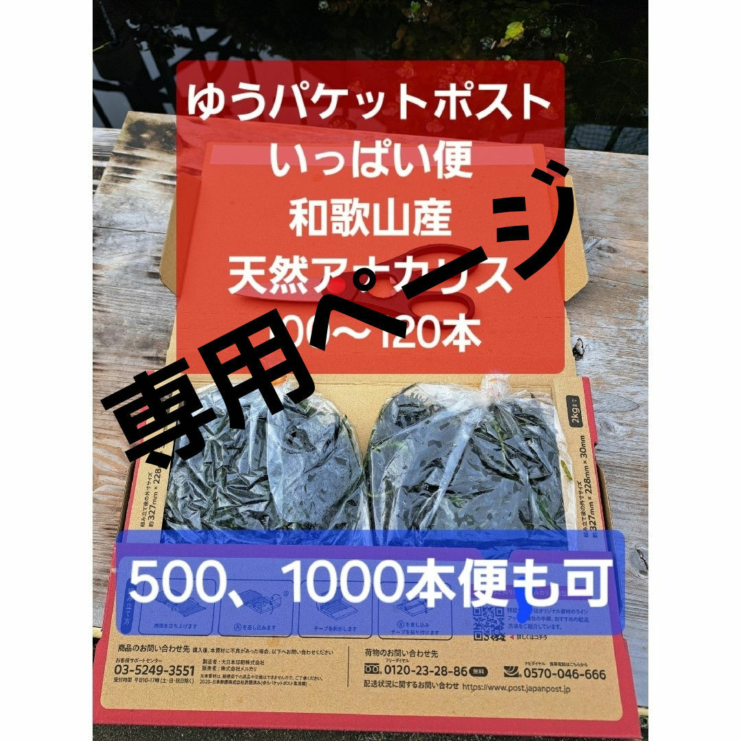 専用ページ】天然アナカリス、1000本で9400円