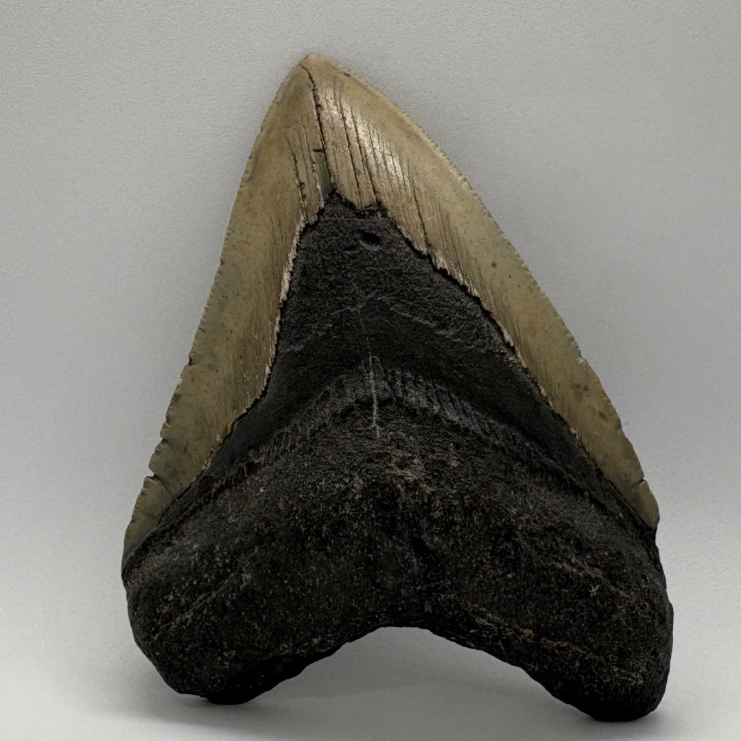 本物 メガロドンの歯 化石 サメ 10cm アメリカ合衆国