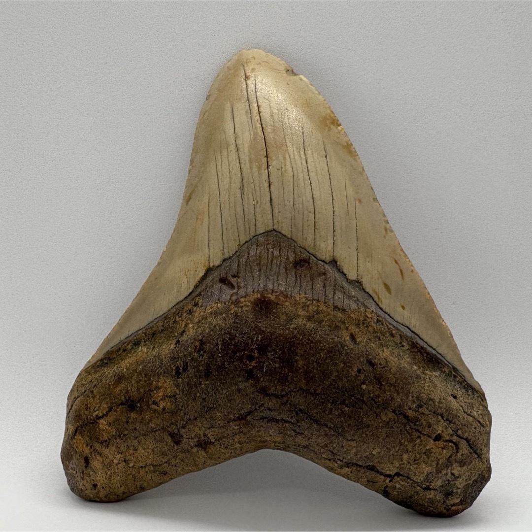 本物 メガロドンの歯 化石 サメ 9.5cm アメリカ合衆国 本物 メガロドン