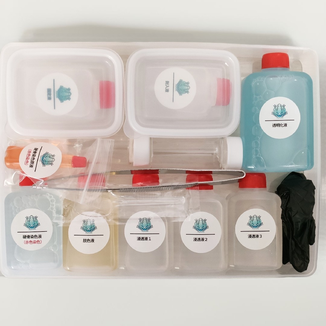 透明標本作製キット】(上級) 20点 自由研究 学習教材 改良版