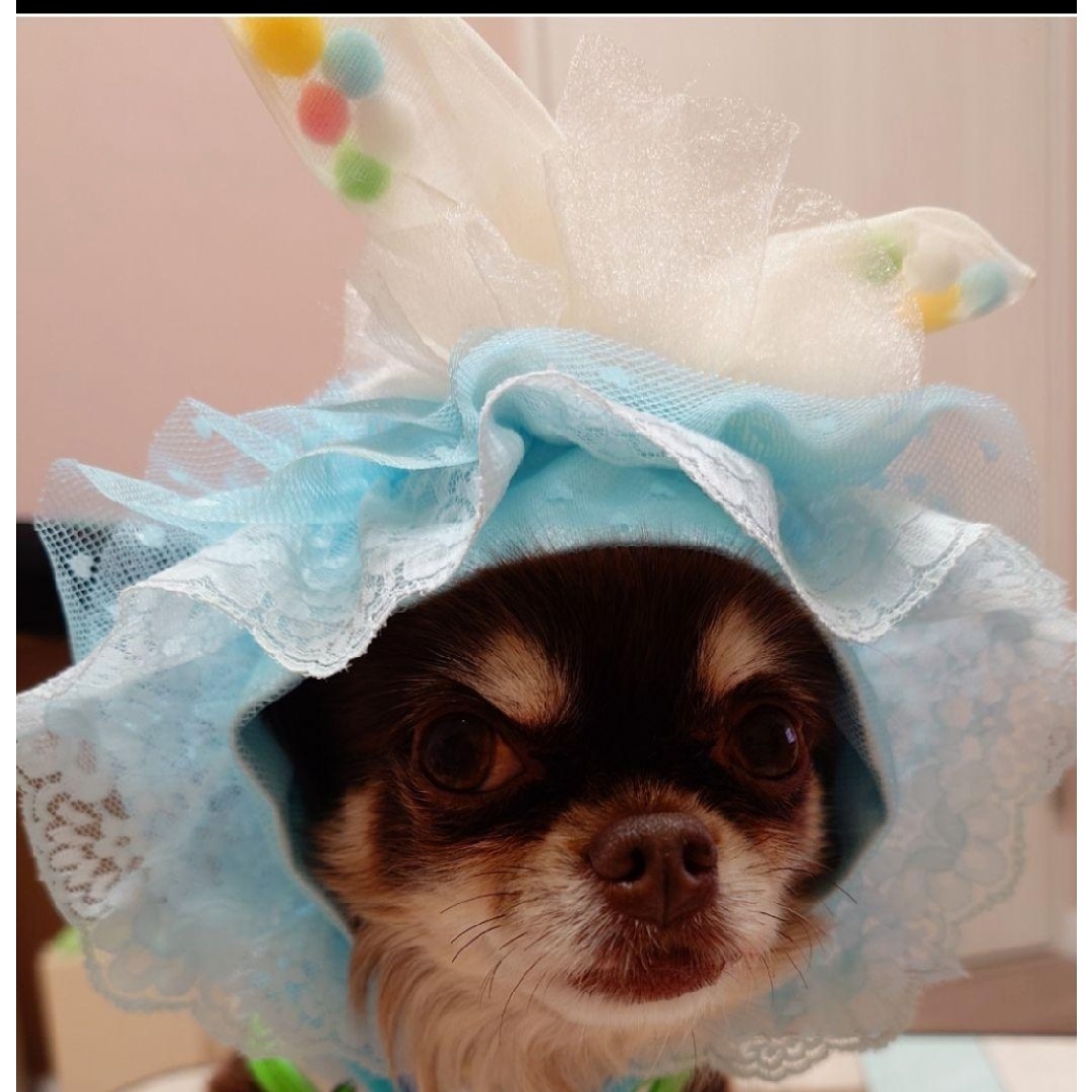 J＆Kanimals はるちゃんワンピース 廃盤品 イースター限定 3SーL