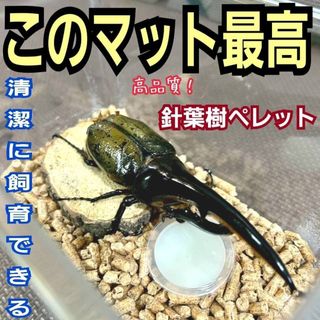 昆虫標本 美麗種 オオセンチコガネ セットの通販 by taku's shop｜ラクマ