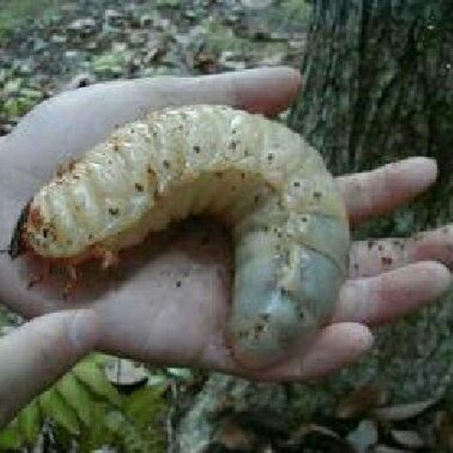 カブトムシ幼虫が大きくなる！栄養価抜群の発酵マット【60リットル