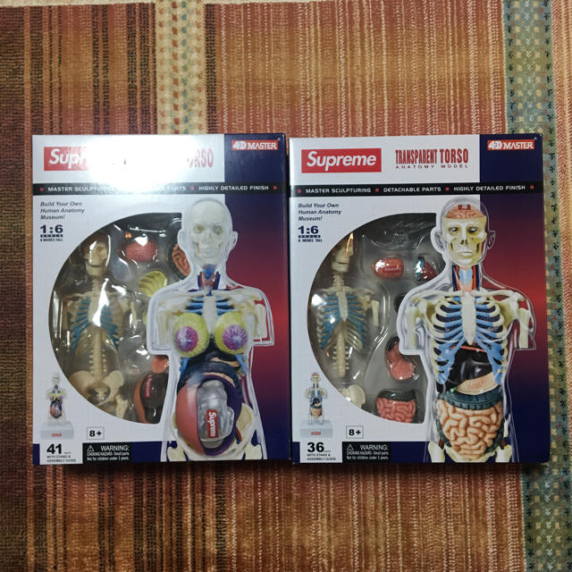 新品未使用 Supreme Female Anatomy Model 人体模型 【公式通販】