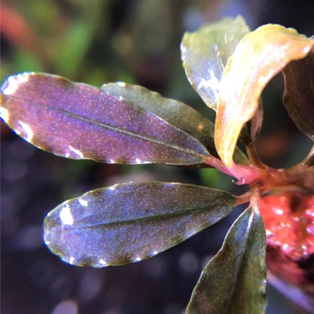 ブセファランドラ sp, オーロラ kn便 (水上葉) 大株 銀葉の最上級