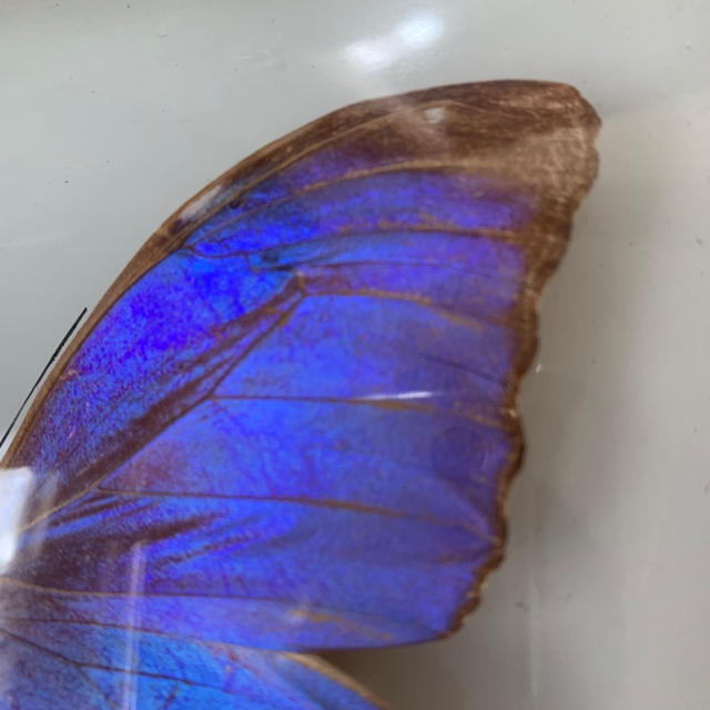標本 高品質 モルフォ蝶標本 ブラジル