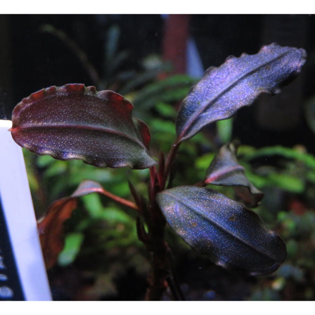 ブセファランドラ sp. 