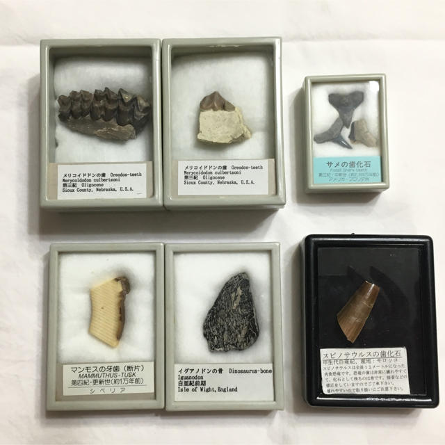 標本棚（ドイツ箱収納棚）ワンオーナー品