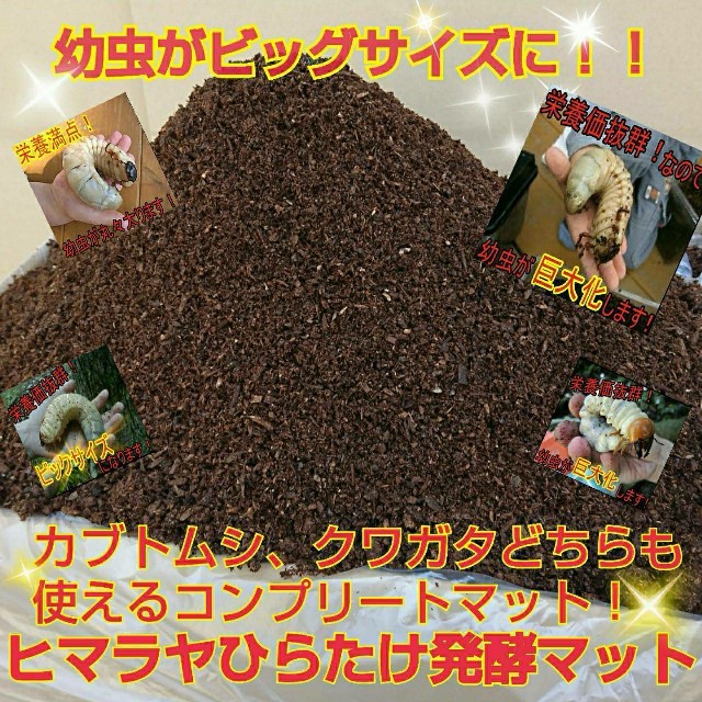 幼虫が巨大化！ヒマラヤひらたけ発酵カブトムシマット☆100リットル