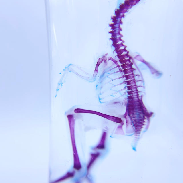 透明標本 ウズラの通販 by 透明標本Clair ショップはcreemaへ移行｜ラクマ