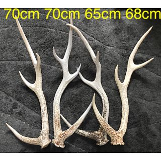 エゾ鹿のツノ 20本 Sushiエゾシカのツノ20本分 エゾシカ 蝦夷鹿