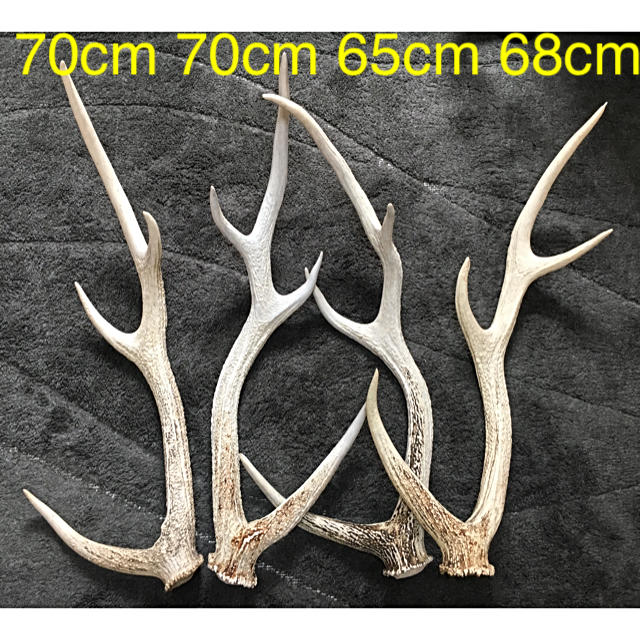 天然物】鹿の角・蝦夷鹿・エゾシカ・シカの角 エゾシカ 蝦夷鹿 鹿ツノ