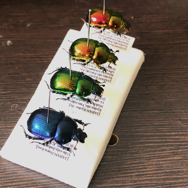 昆虫標本 京都産産地別 オオセンチコガネセット 昆虫標本 京都産産地別