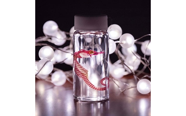 透明骨格標本】ハナミノカサゴ 30cm 透明骨格標本】ハナミノカサゴ 30cm