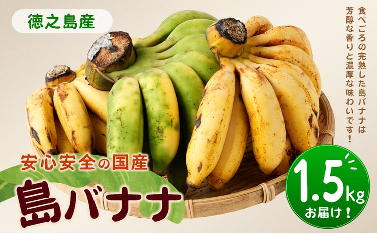 鹿児島県天城町】【2026年発送】徳之島 子宝バナナ 1.5kg 島バナナ