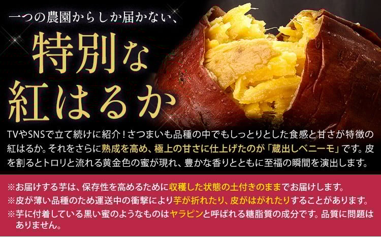 さつまいも 芋 熊本 県 大津町産 なかせ農園の 蔵出しベニーモ 約 1.5