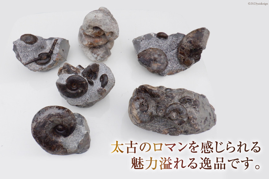 化石 アンモナイト 母岩付 [加藤樹石苑 北海道 歌志内市 01227ai048