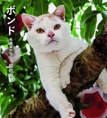 ボンド 桃農家のねこ : 岩合光昭 | HMV&BOOKS online - 9784911003176