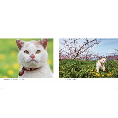 ボンド 桃農家のねこ : 岩合光昭 | HMV&BOOKS online - 9784911003176