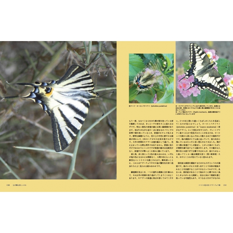 蝶の標本熱帯ジャングルを舞う宝石(珍AA)