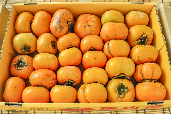 カトラン〔柿のある静物〕額外面 62㎝×81㎝