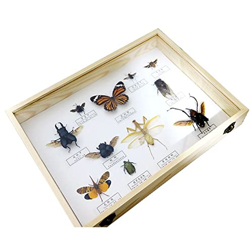 標本箱 ドイツ箱 昆虫 蝶 標本 虫