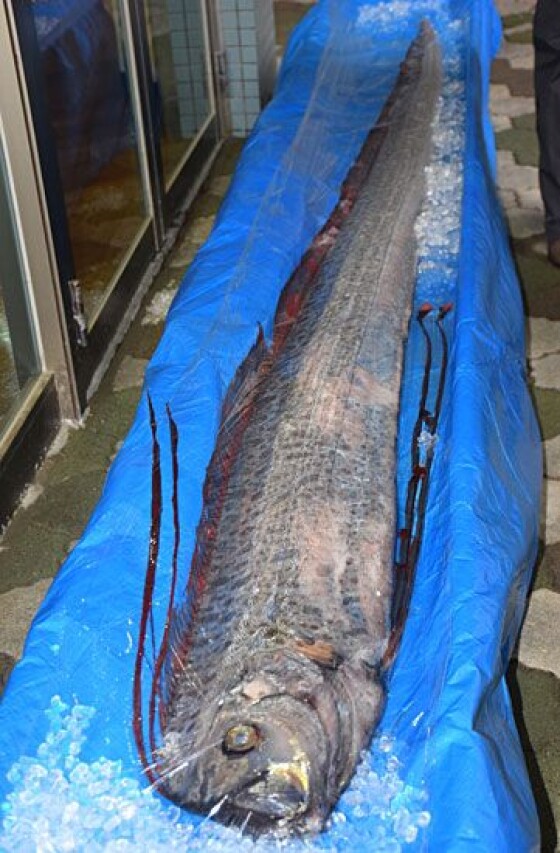 写真】深海魚 リュウグウノツカイ (3/7) | 時事通信ニュース