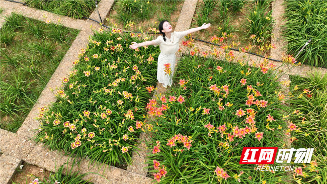 一城一夏·祁东丨萱草花开芬芳自来-湖南频道