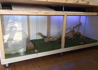 特大爬虫類ゲージ